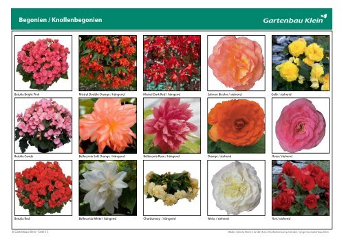 GartenbauKlein_Beet- und Balkonpflanzen_2019