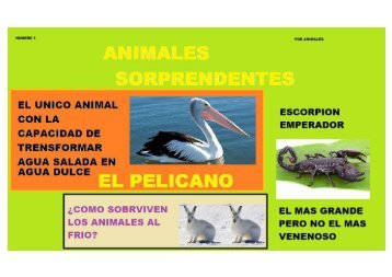 ANIMALES SORPRENDENTES 