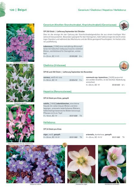 Blumenzwiebelkatalog 2019