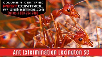 Ant Extermination Lexington SC by Columbia Certified Pest Control