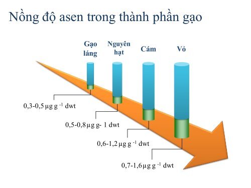 Hàm lượng cao asen vô cơ trong gạo ở những khu vực sử dụng nước bị ô nhiễm asen cho tưới tiêu và nấu ăn