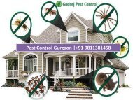 Pest Control Gurgaon 9811381458