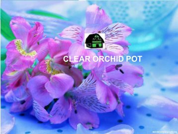  Best Clear orchid pot at low price 