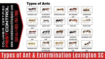 Types of Ant & Extermination Lexington SC by Columbia Certified Pest Control