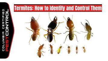 How to Identify and Control Termites in Columbia SC