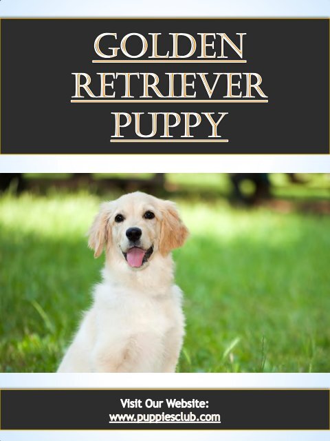 Golden Retriever Puppy| puppiesclub.com