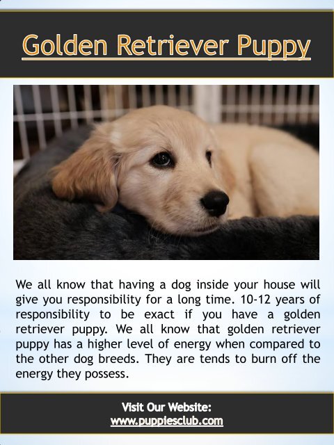 Golden Retriever Puppy| puppiesclub.com