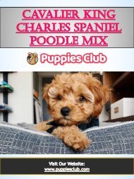 Cavalier King Charles Spanie l Poodle Mix | puppiesclub.com