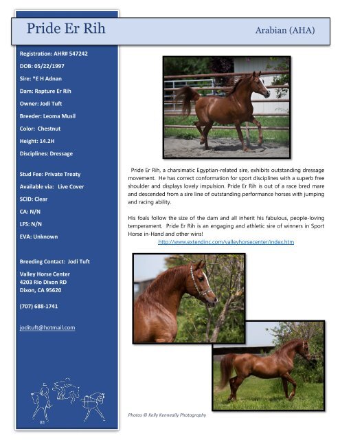 Arabian Sport Horse Alliance 2018-2019 Directory & Yearbook