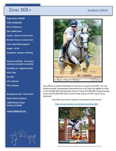 Arabian Sport Horse Alliance 2018-2019 Directory & Yearbook