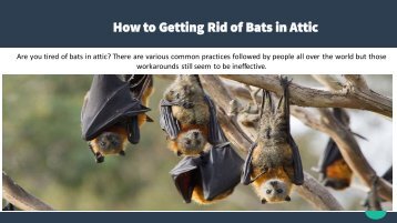 How-to-Getting-Rid-of-Bats