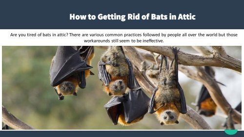 How-to-Getting-Rid-of-Bats