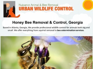Bee-Exterminator-In-Atlanta