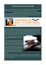 An Easy Way to Get Rid of Bats