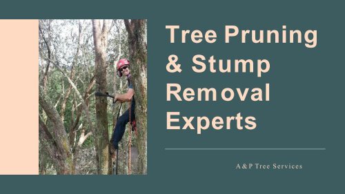 Tree Pruning & Stump Removal Experts - A&P Tree Services