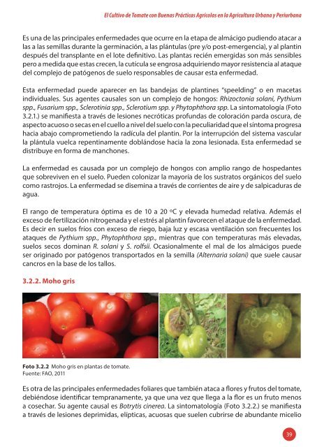 cultivo de tomate