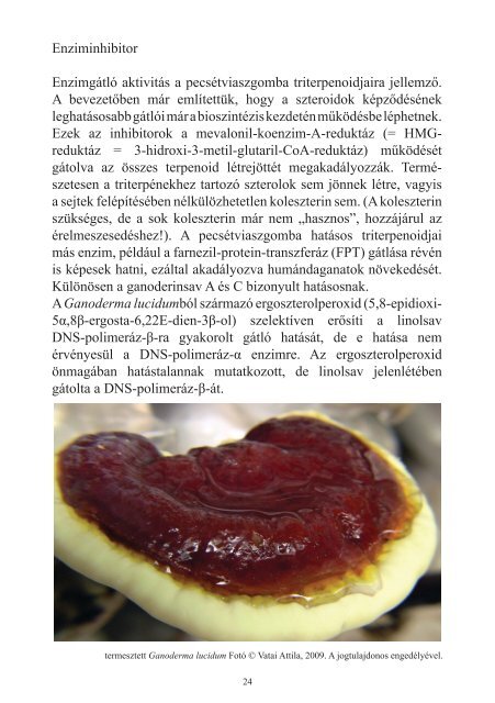 Ganoderma ismertető