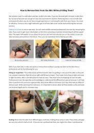 How to Get Rid of bats Without Killing Them