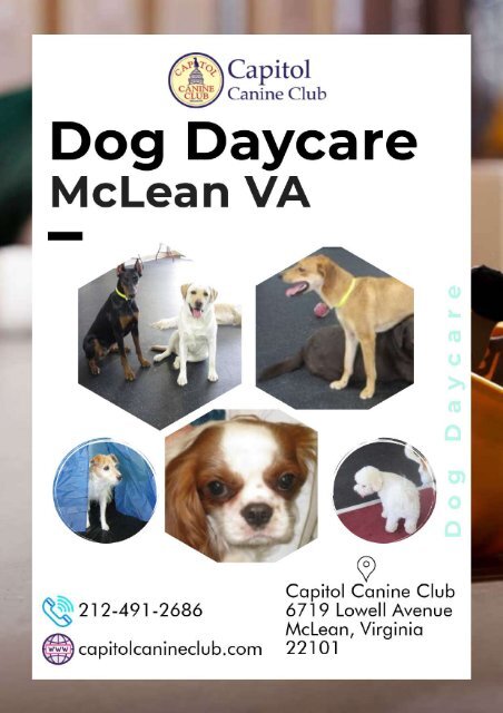 Dog Daycare Services in McLean VA