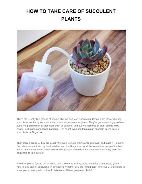 Perfect Guide to Care for Succulent Plants: Keep Them Healthy & Vibrant