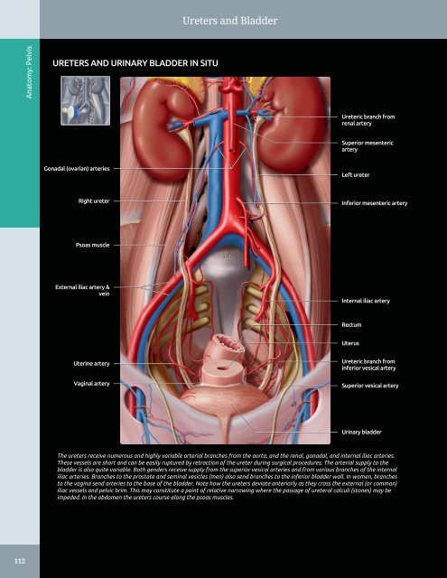 Diagnostic Ultrasound - Abdomen and Pelvis