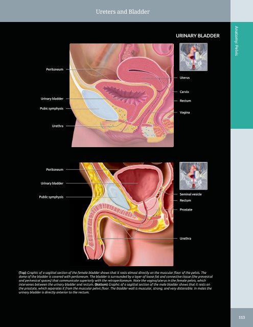 Diagnostic Ultrasound - Abdomen and Pelvis