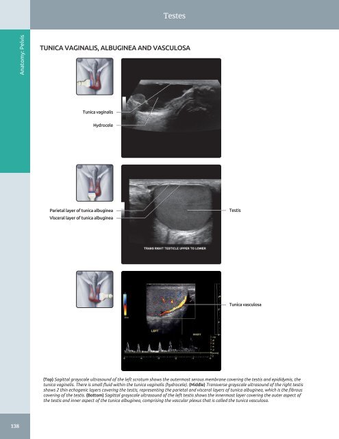 Diagnostic Ultrasound - Abdomen and Pelvis