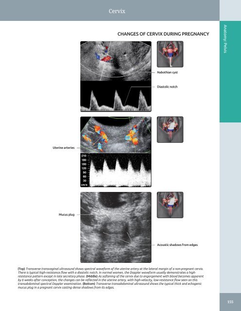 Diagnostic Ultrasound - Abdomen and Pelvis