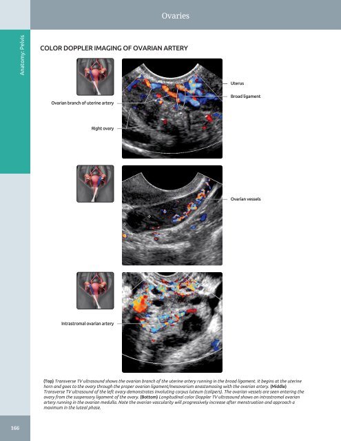 Diagnostic Ultrasound - Abdomen and Pelvis