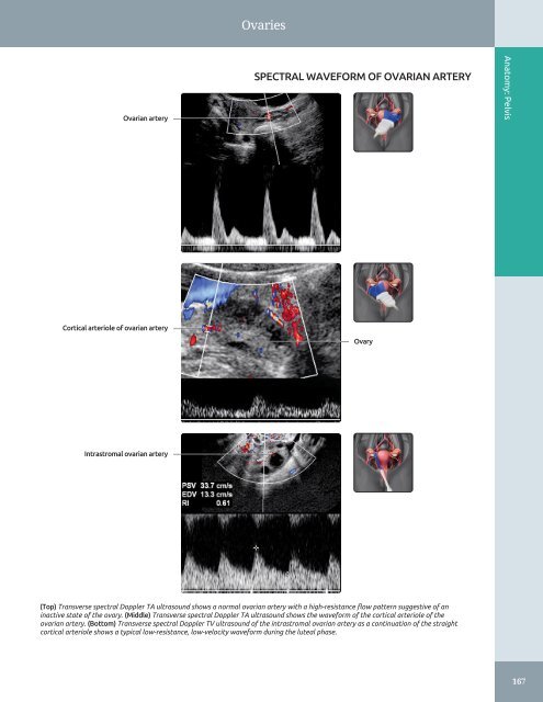 Diagnostic Ultrasound - Abdomen and Pelvis