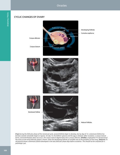 Diagnostic Ultrasound - Abdomen and Pelvis