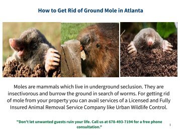 Ground Mole Removal Service Atlanta
