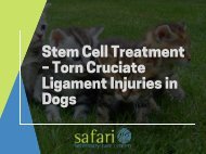 Stem Cell Treatment - Torn Cruciate Ligament Injuries in Dogs SafariVet