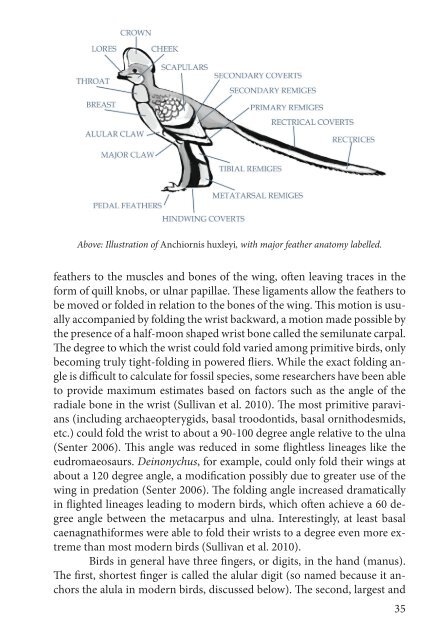 A field guide to mesozoic birds and other winged dinosaurs