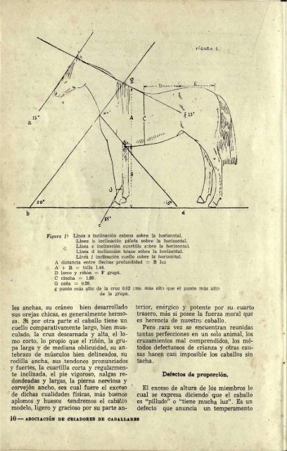 1949 FEDERACION DE CRIADORES DE CABALLARES_compressed (1)