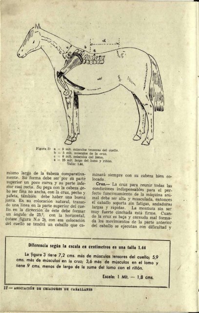 1949 FEDERACION DE CRIADORES DE CABALLARES_compressed (1)