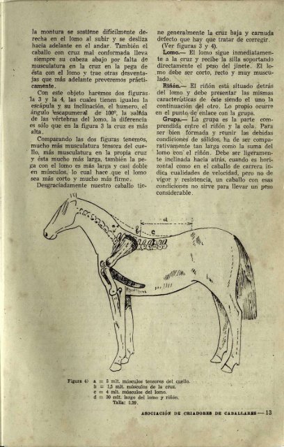 1949 FEDERACION DE CRIADORES DE CABALLARES_compressed (1)