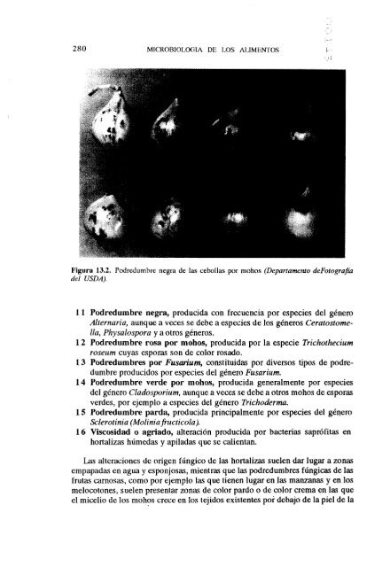 MICROBIOLOGIA DE LOS ALIMENTOS