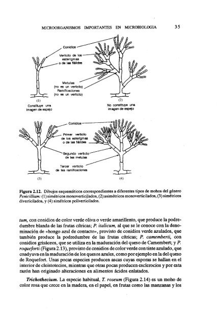 MICROBIOLOGIA DE LOS ALIMENTOS