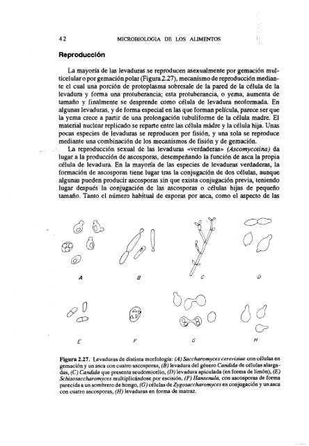 MICROBIOLOGIA DE LOS ALIMENTOS