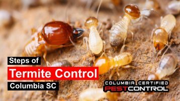 Steps of Termite Control in Columbia SC