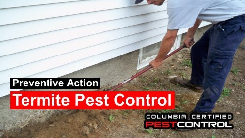 Steps of Termite Control in Columbia SC