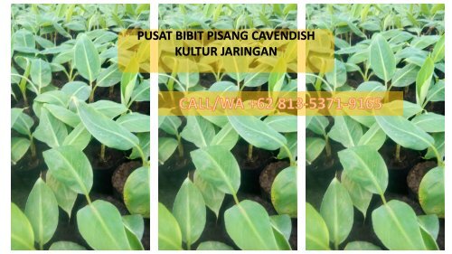 CALL/WA +62 822-5714-3726, Jual Grosir Bibit Pisang Kepok Tanjung Tegal