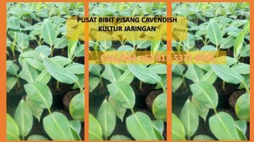 CALL/WA +62 823-3136-0347, Pusat Bibit Pisang Cavendish Bandung