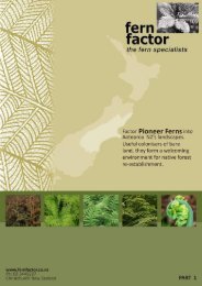 Pioneer Ferns