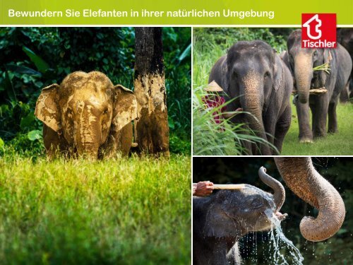 Tischler_Favourites Thailand - Elephant Hills