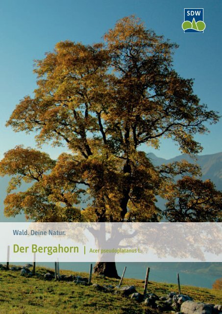 3015537 SDW Bergahorn.indd - Schutzgemeinschaft Deutscher Wald