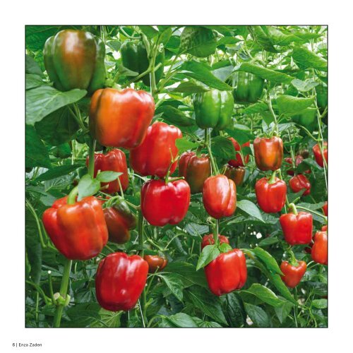 Paprika
