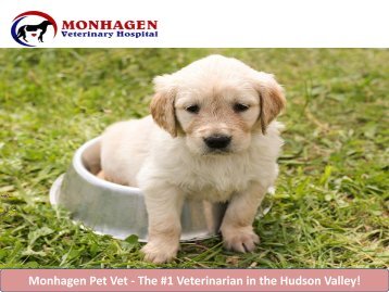 Monhagen Pet Vet - The #1 Veterinarian in the Hudson Valley!