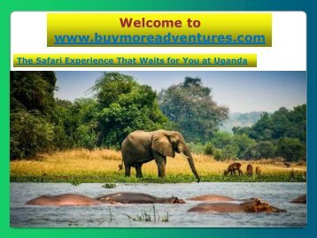 Safari Experience That Waits for You at Uganda